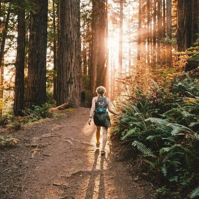 A trail through the redwoods at first light